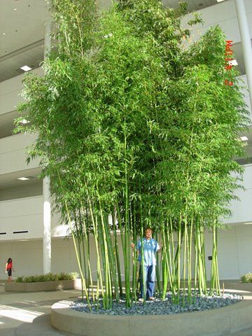 A man is standing in front of a large bamboo tree