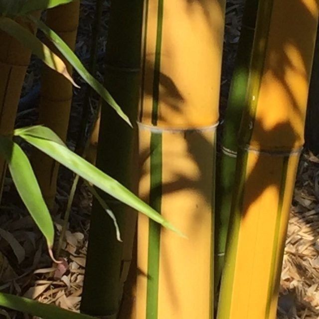 Vivax aerocaulis – yellow timber bamboo