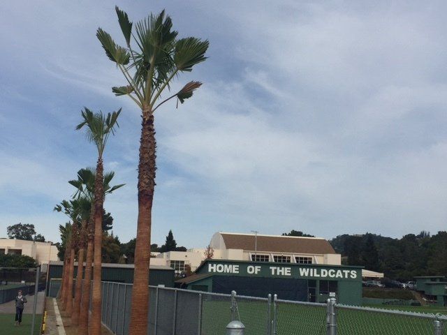 Washingtonia Robusta Palms – Marin Catholic High School