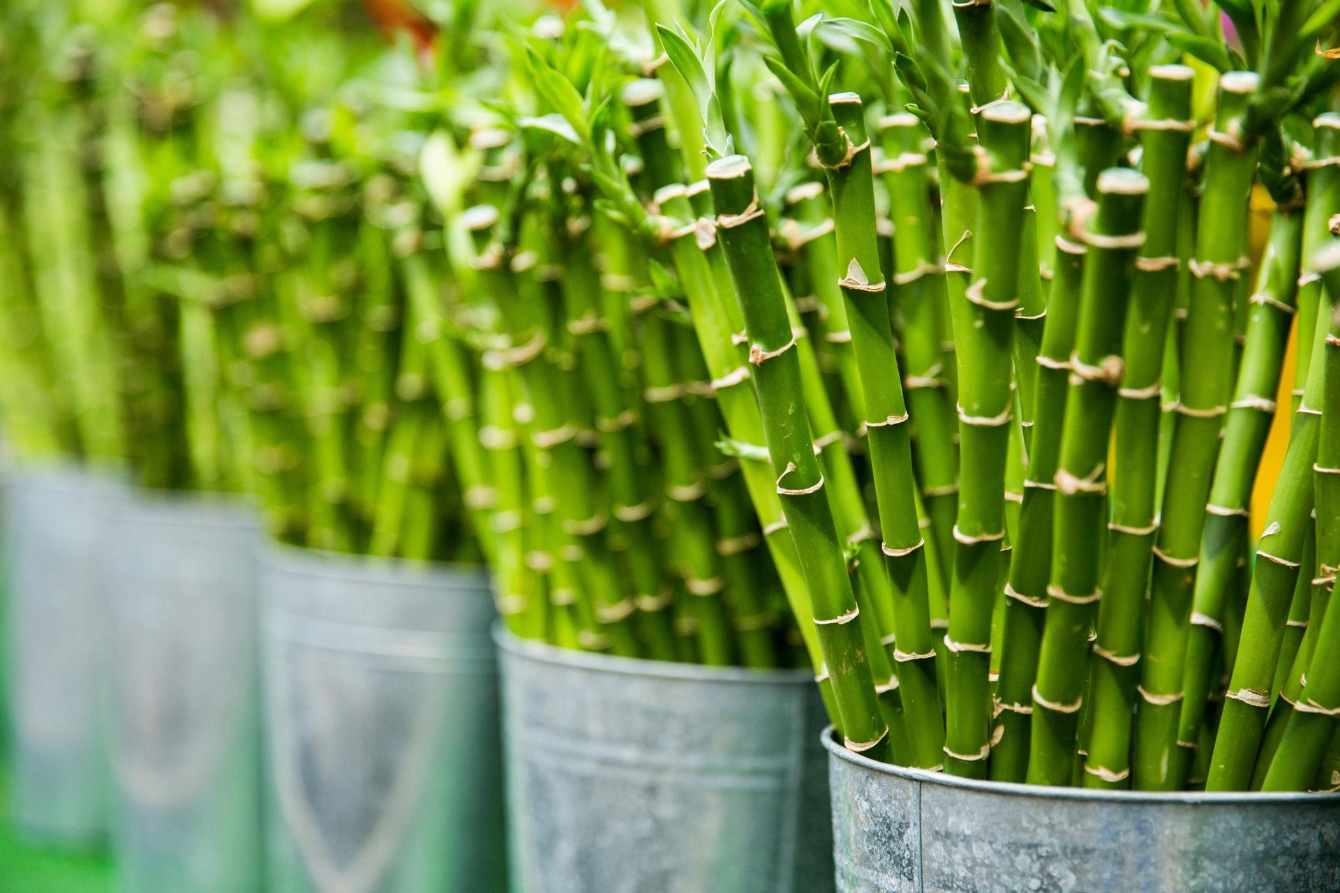 bamboo stalks