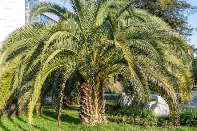 Jelly Palms | Sonoma, CA | Jungle Bamboo and Palms