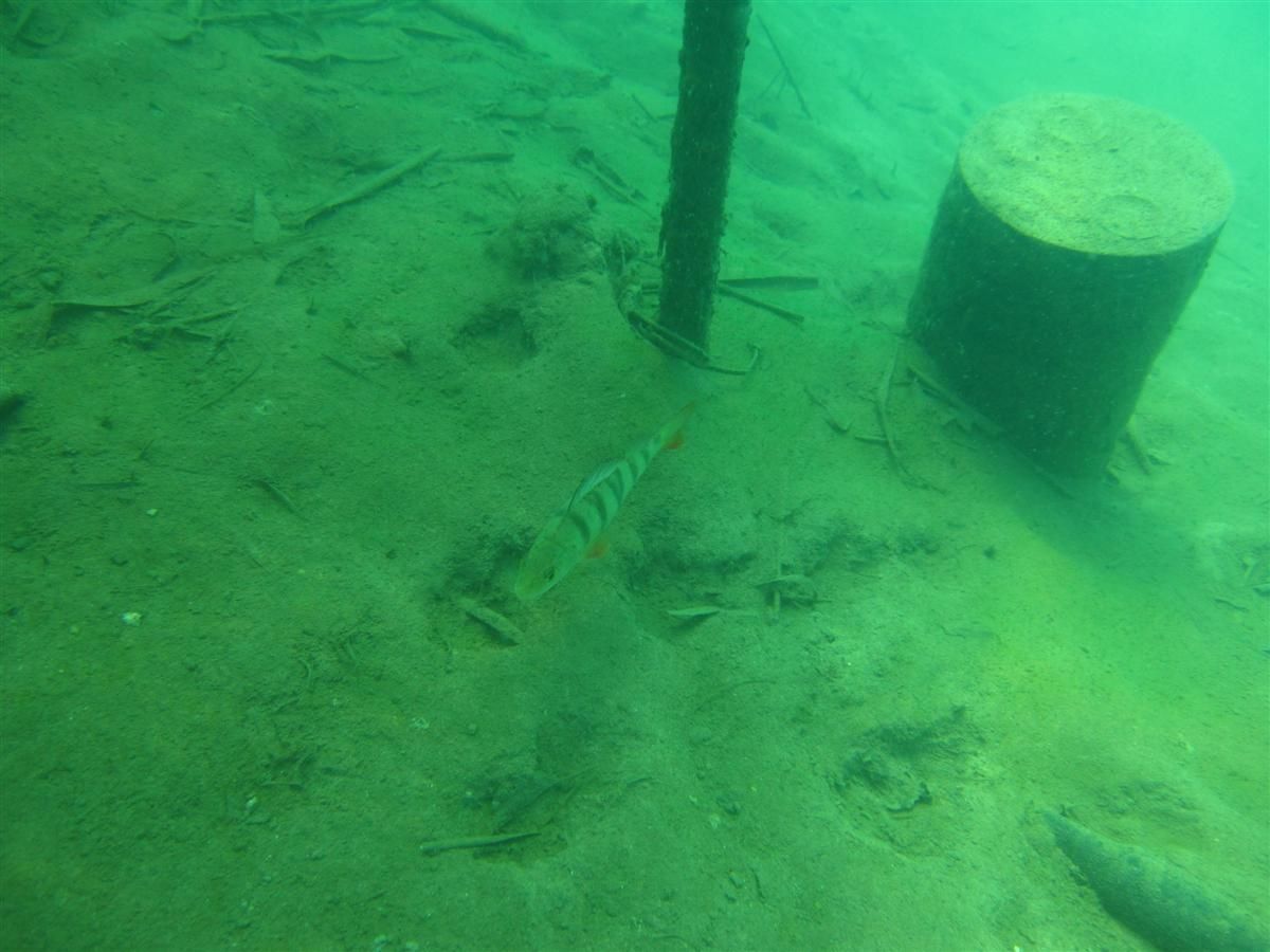 Een vis zwemt in het water vlakbij een paal.