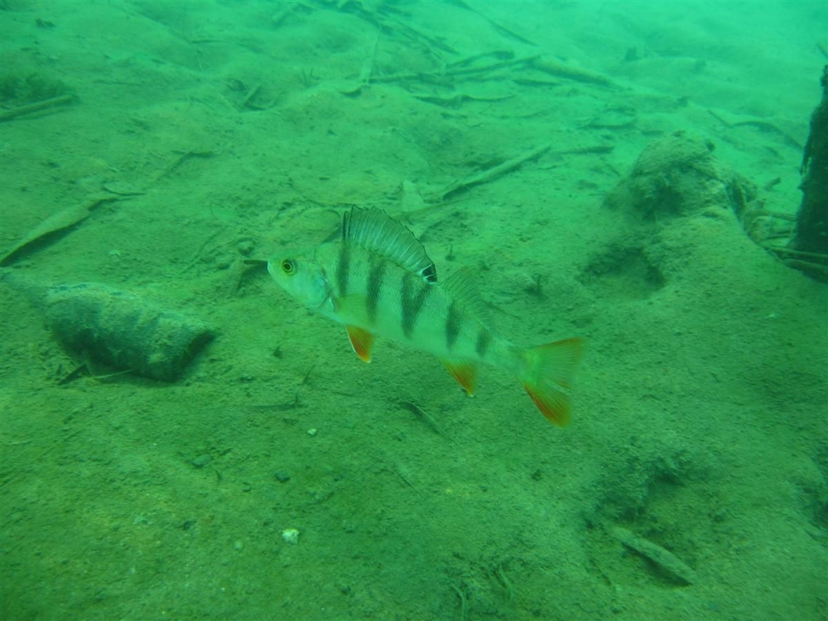 Een vis zwemt in het water vlakbij het zand.