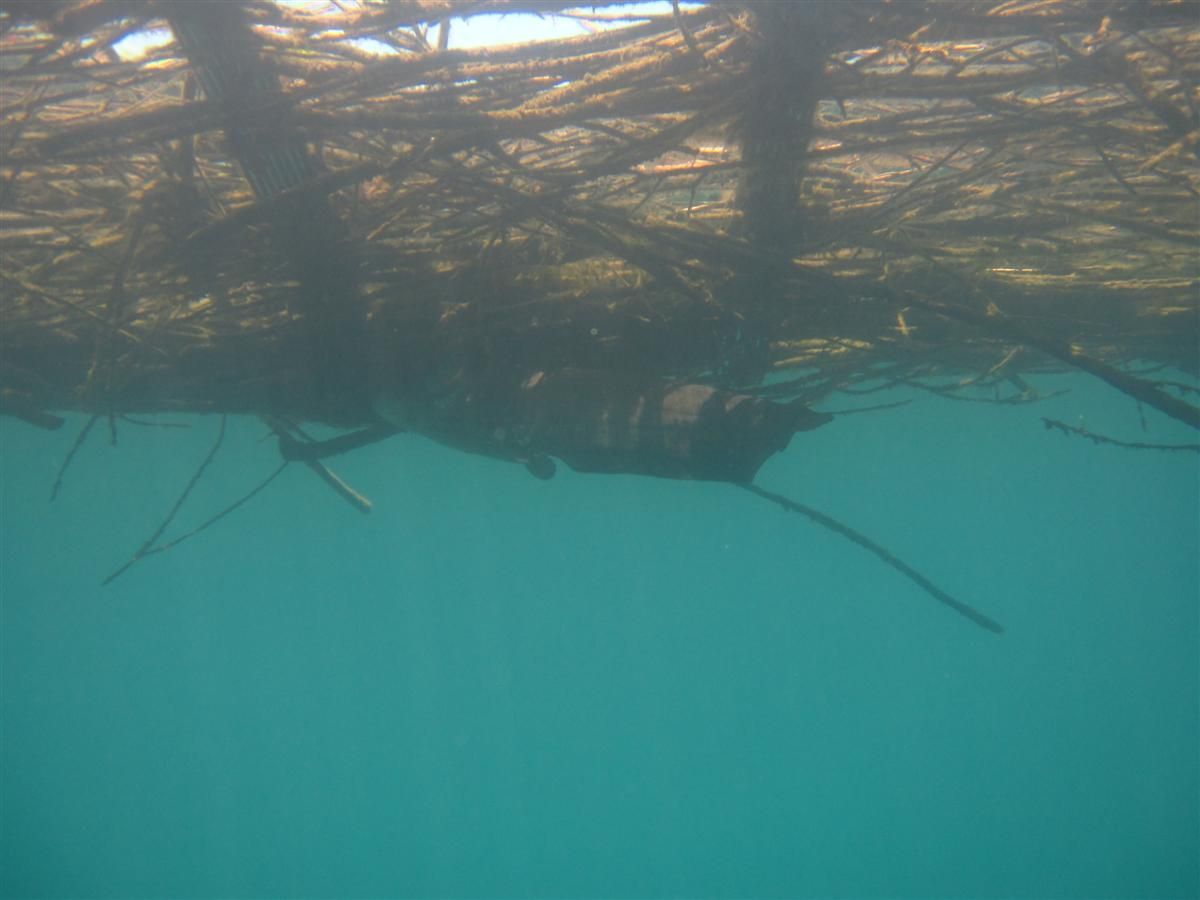 Een boomstam drijft op een watermassa.