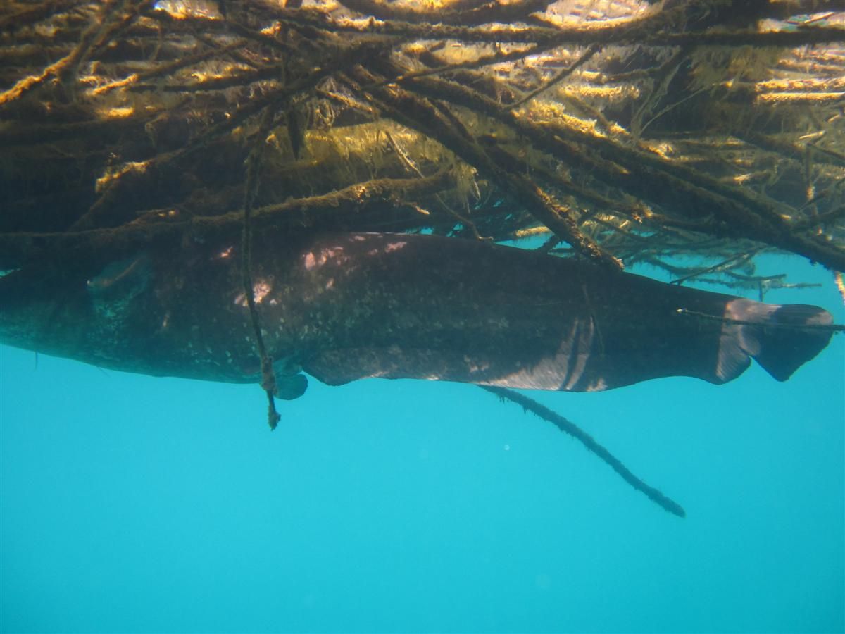 Een vis zwemt onder een boomtak in het water.