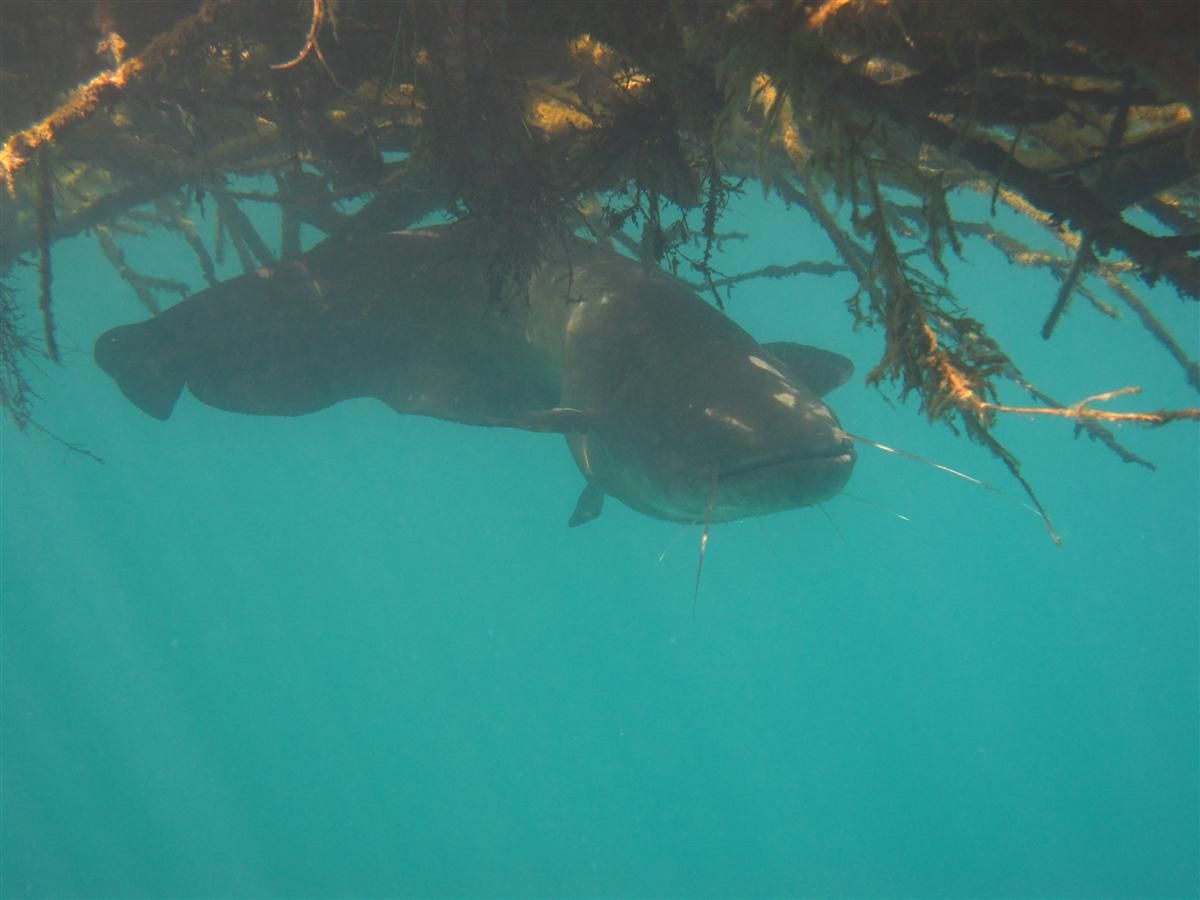 Een vis zwemt onder een boomtak in het water.