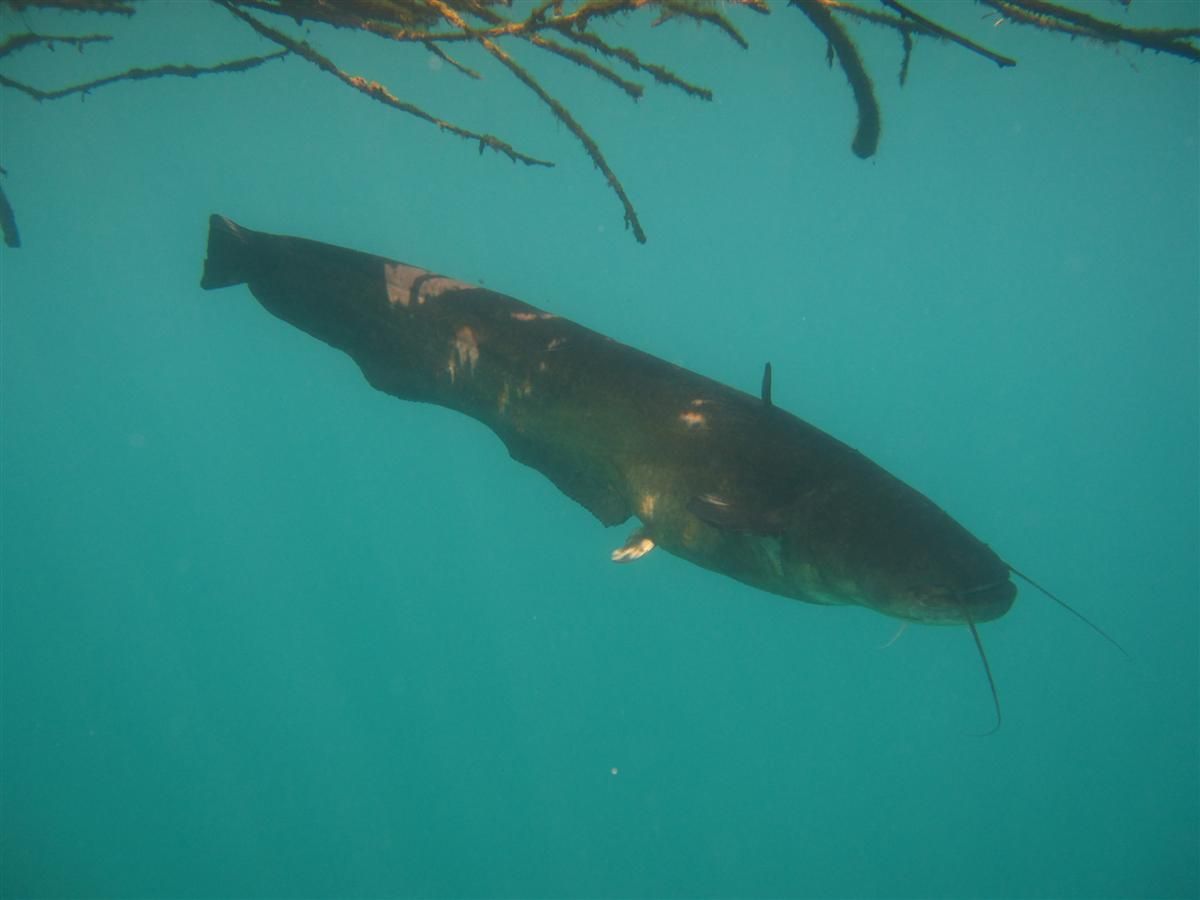 Een meerval zwemt in het water vlakbij een boomtak.