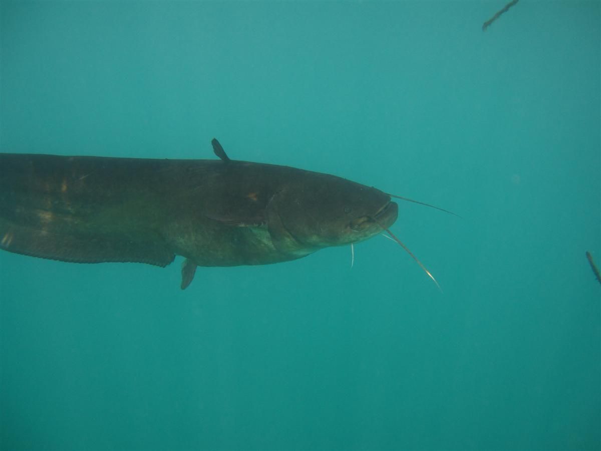 Een meerval zwemt met open mond in het water.