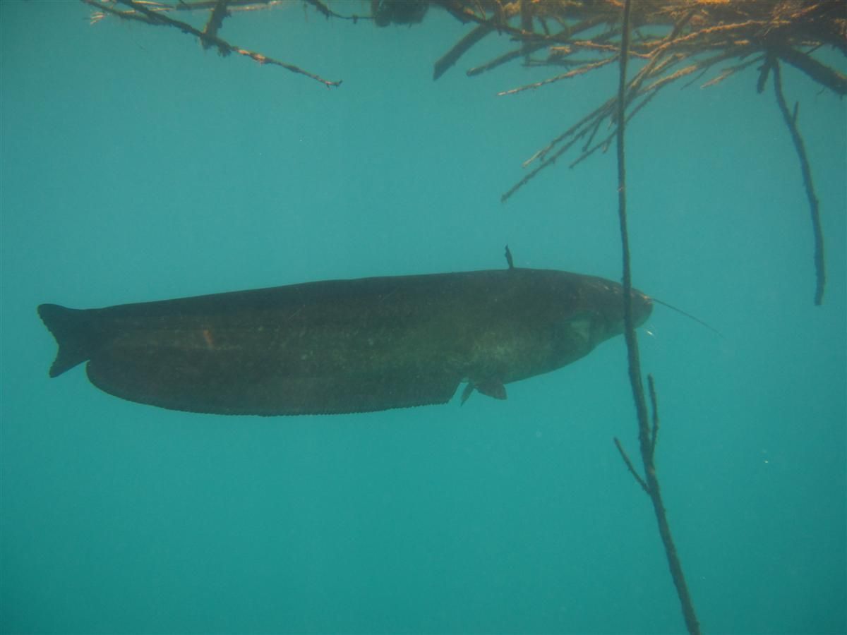 Een meerval zwemt in het water vlakbij een plant.