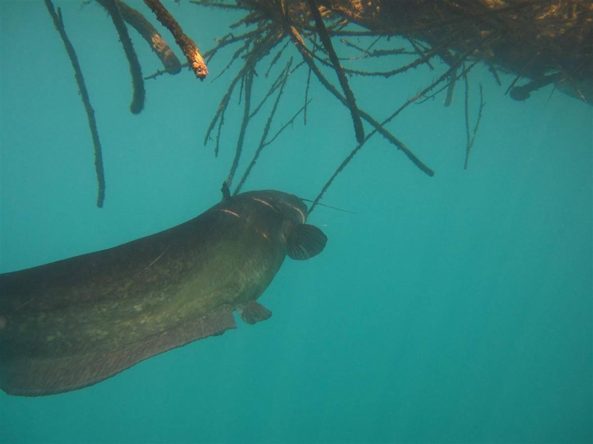 Een grote vis zwemt in het water vlakbij een boomtak.