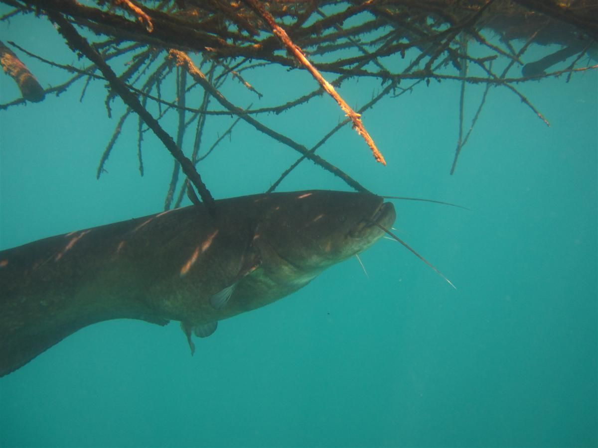 Een meerval zwemt onder een boomtak in het water.