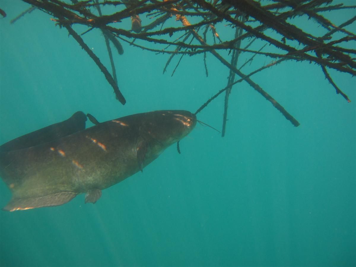 Een vis zwemt in het water vlakbij een boomtak.
