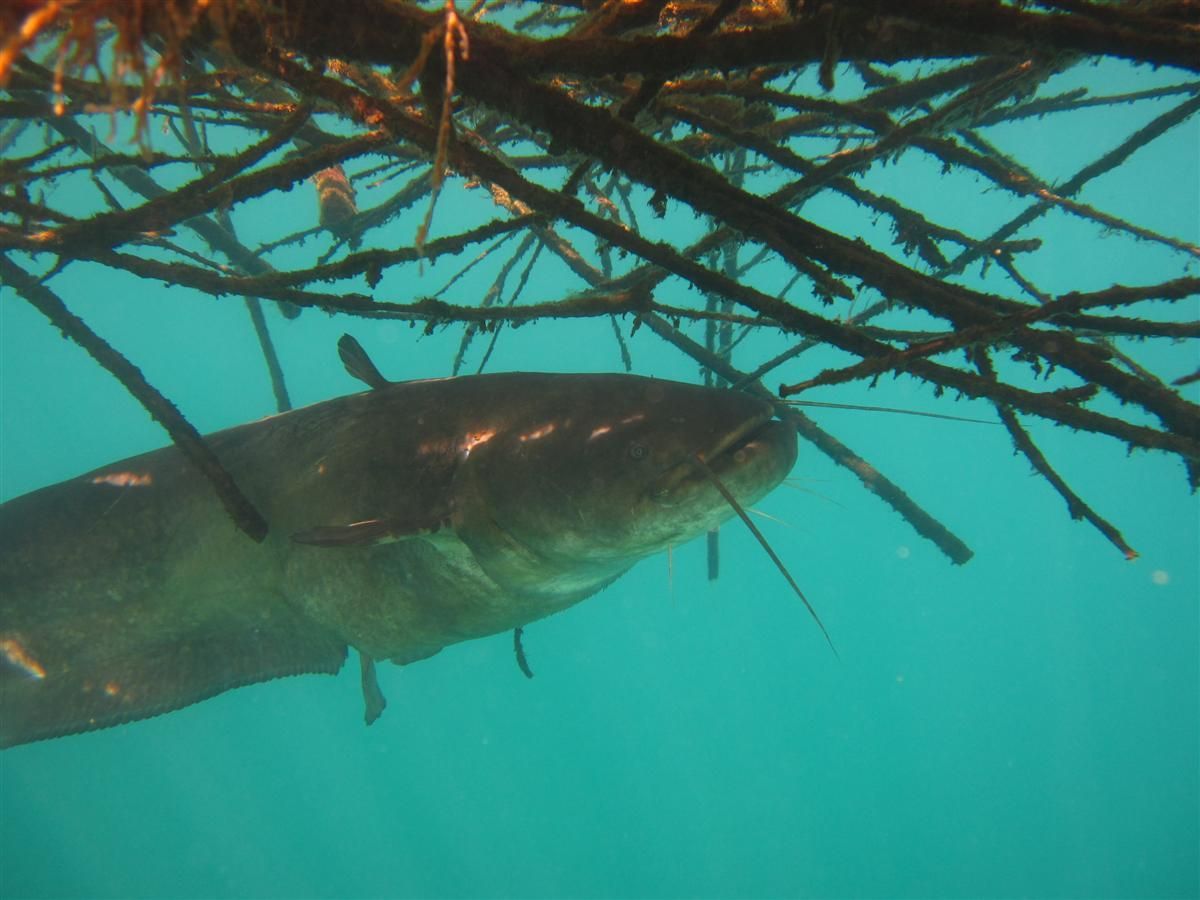 Een meerval zwemt onder een boomtak in het water.