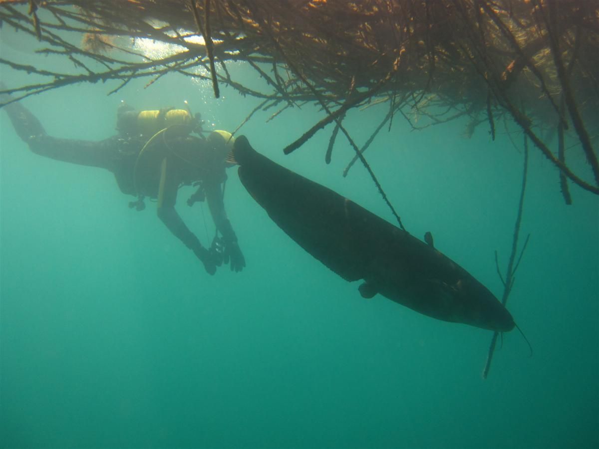 Een duiker zwemt met een vis in het water.