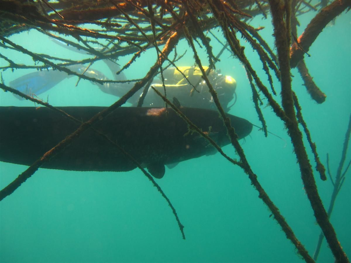 Een vis zwemt onder een boomtak in het water