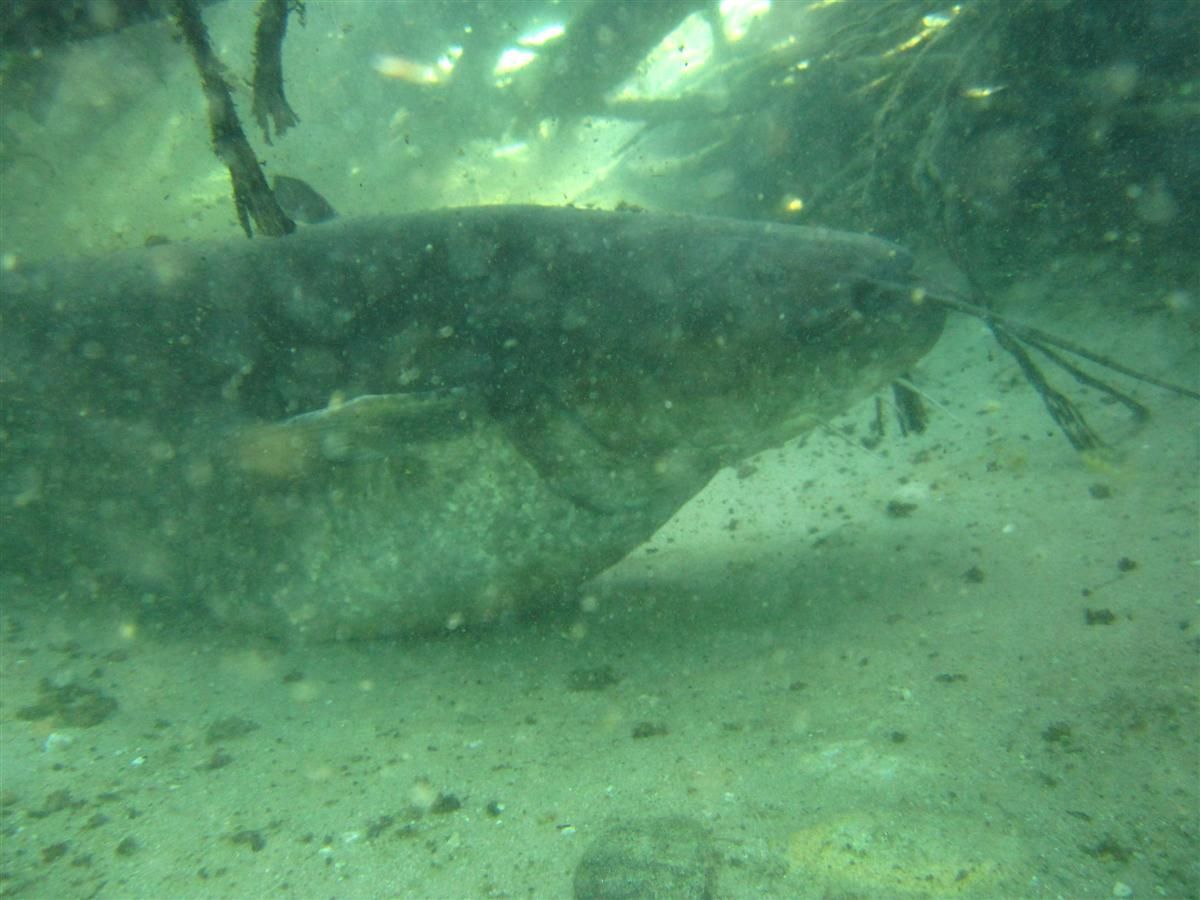 Een meerval zwemt in het water vlakbij de kust.