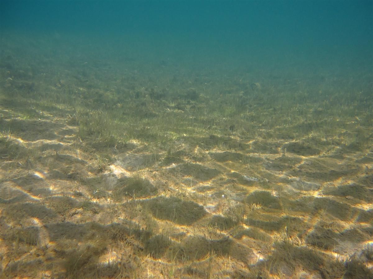 Een close-up van de bodem van een waterlichaam.