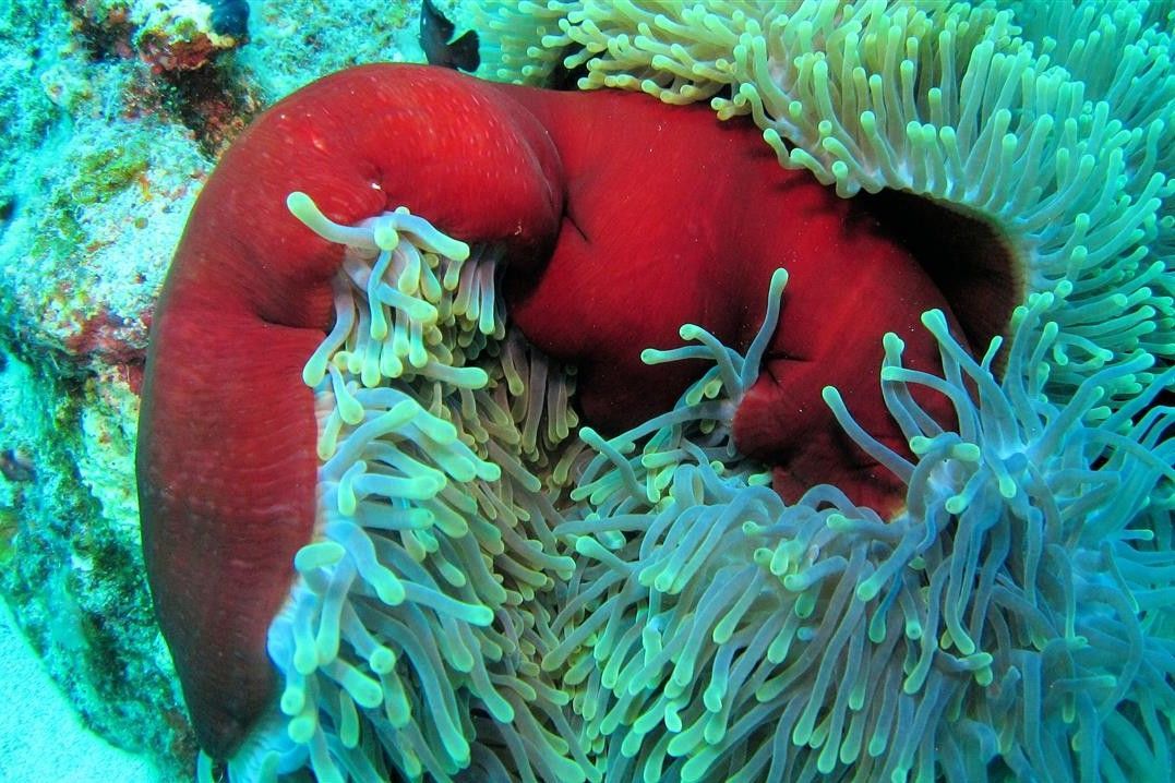 Een rode zeeanemoon wordt omringd door andere zeeanemonen op een koraalrif.