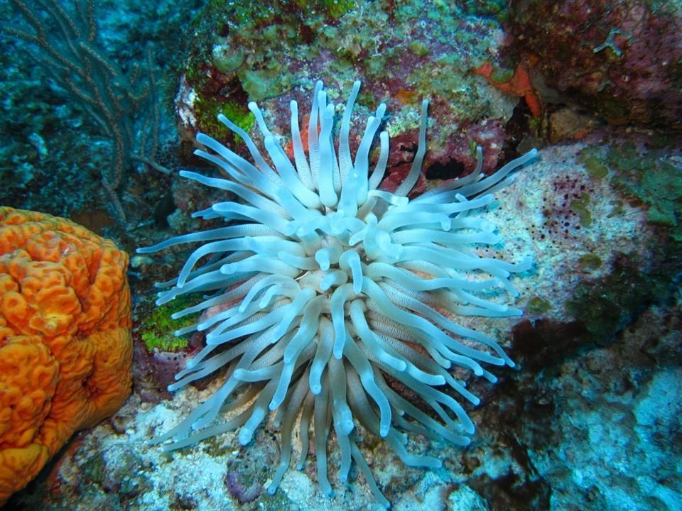 Een witte zeeanemoon groeit op een koraalrif