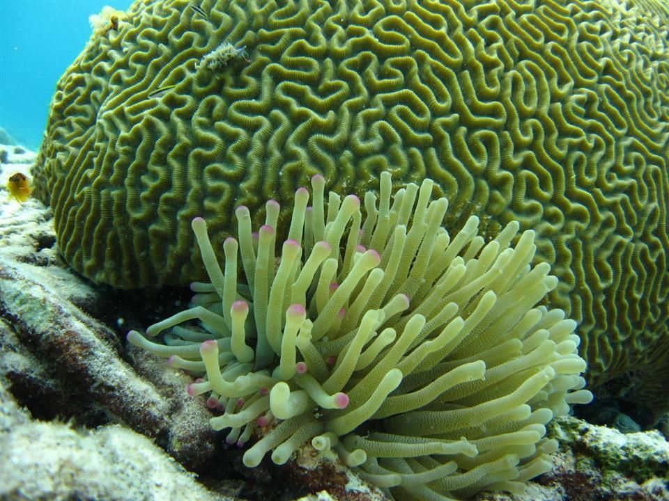 Een zeeanemoon groeit naast een groot koraal