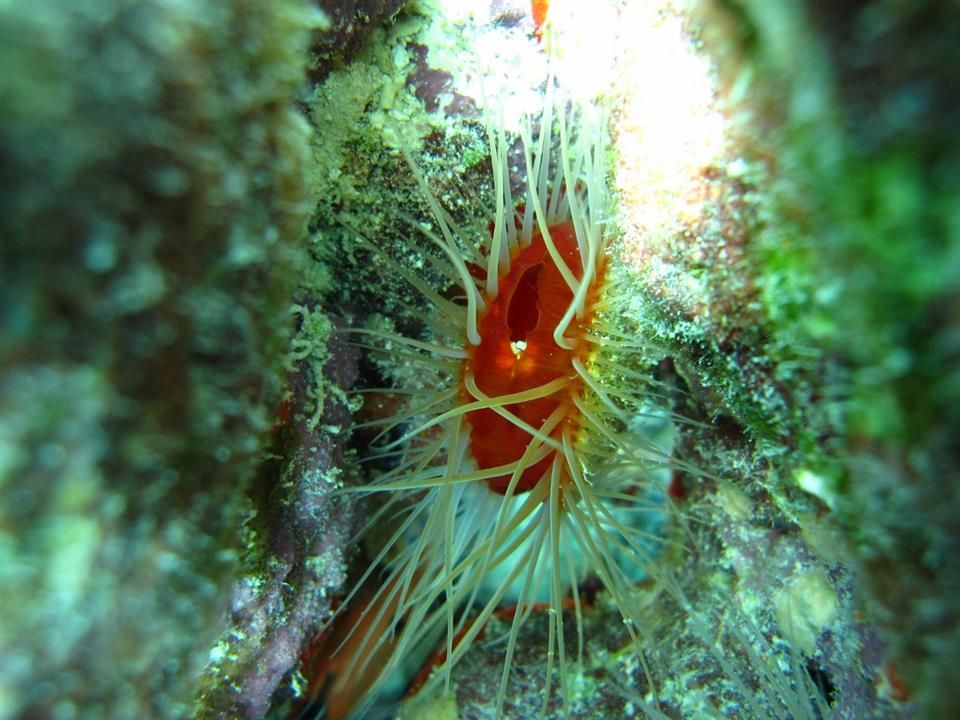 Een close-up van een zeeanemoon op een koraalrif.