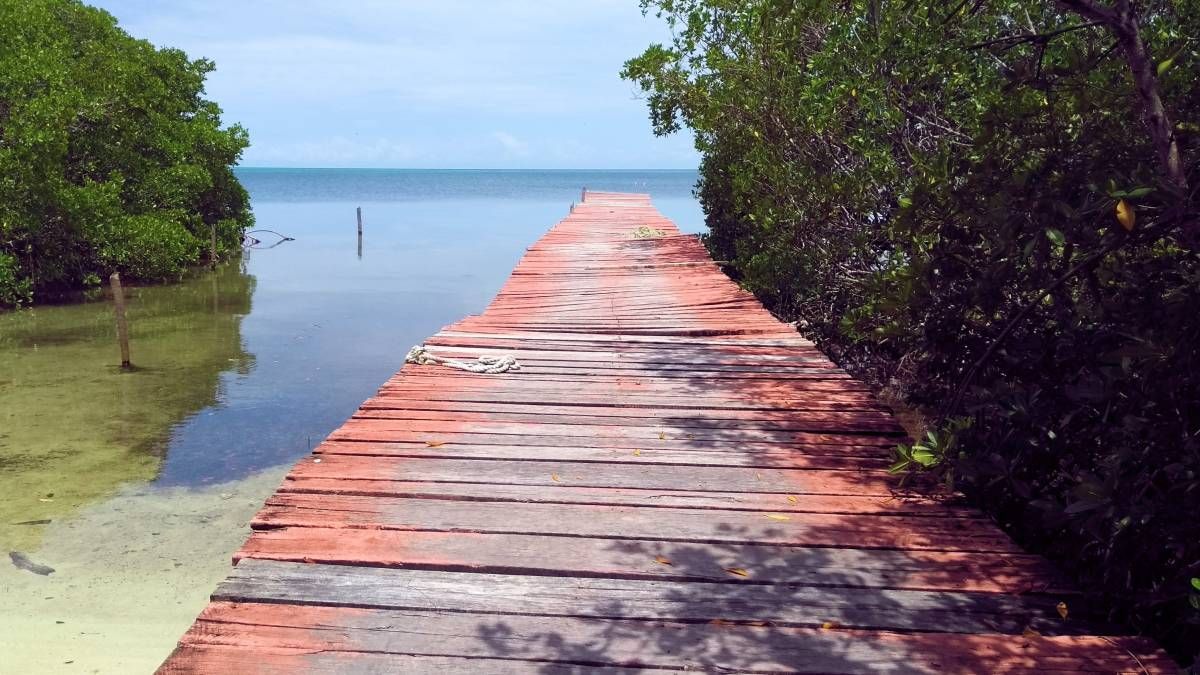 Een houten steiger leidt naar een watermassa omringd door bomen.