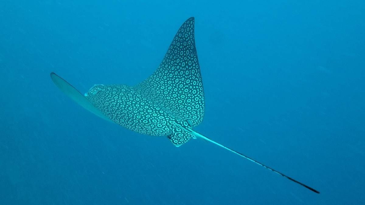 Een pijlstaartrog zwemt met een lange staart in de oceaan.