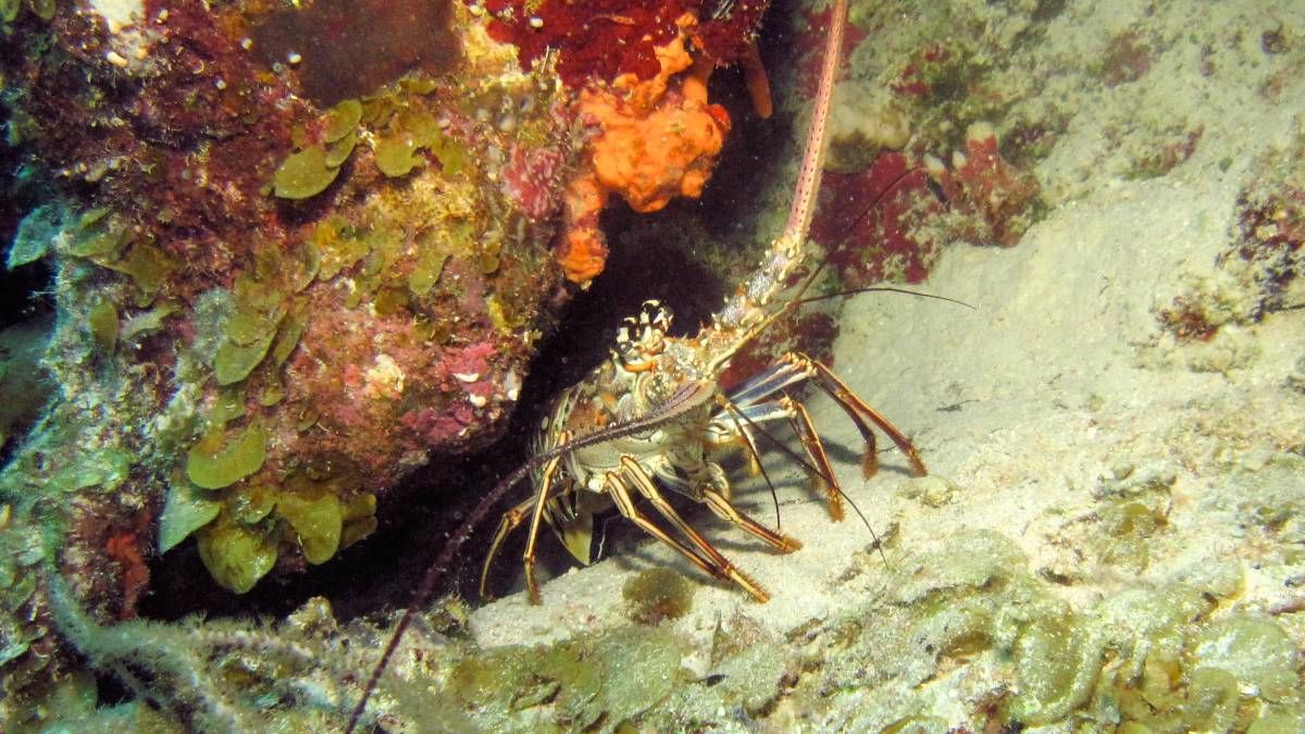 Een kreeft zit op het zand bij een rots.