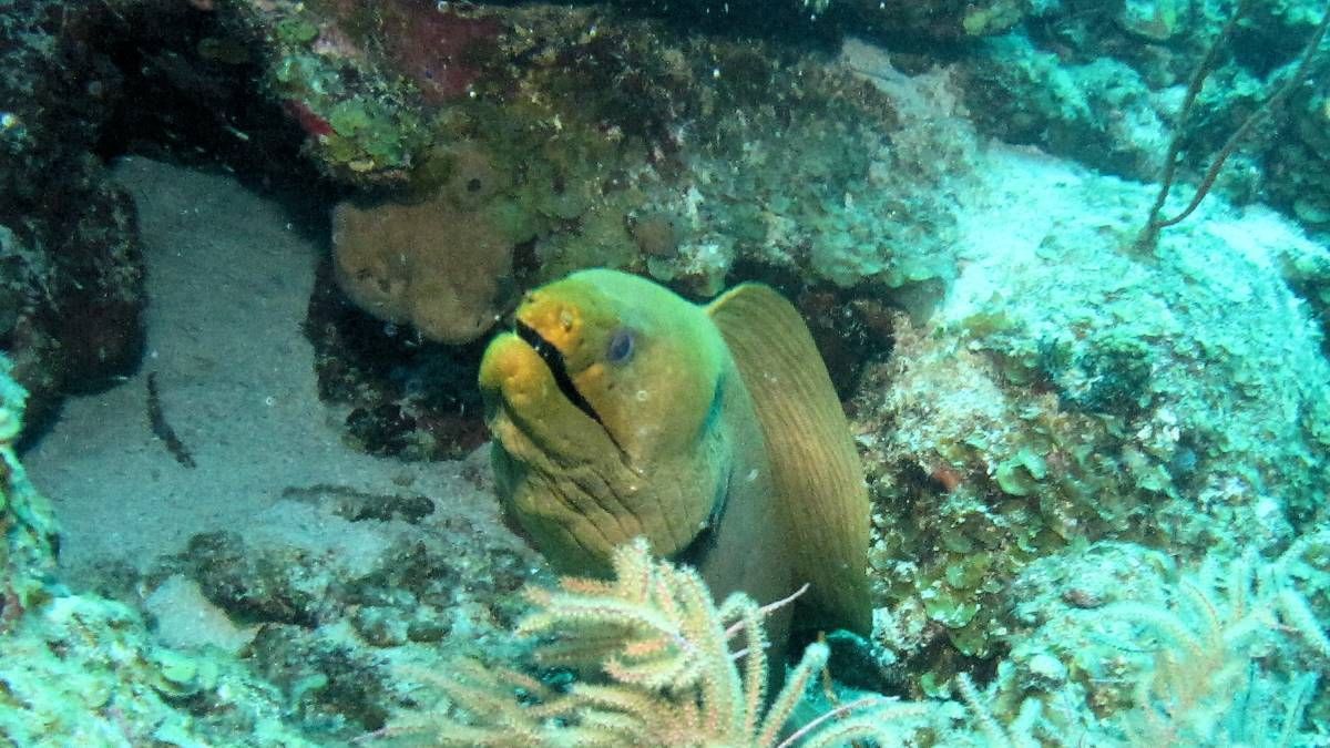 Een gele vis zwemt in het water nabij een koraalrif.