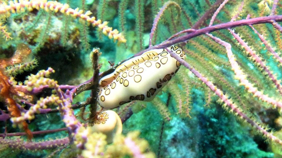 Een close-up van een zeeslak op een koraalrif.