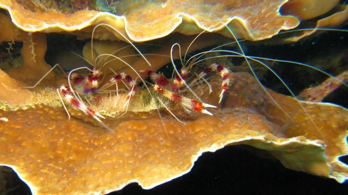 Een garnaal zit bovenop een koraalrif.