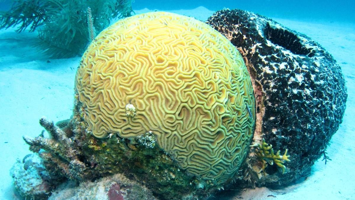 Een geel koraal en een zwarte spons zitten naast elkaar in de oceaan.