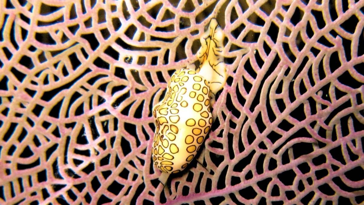 Een close-up van een zeeschelp op een koraalrif.