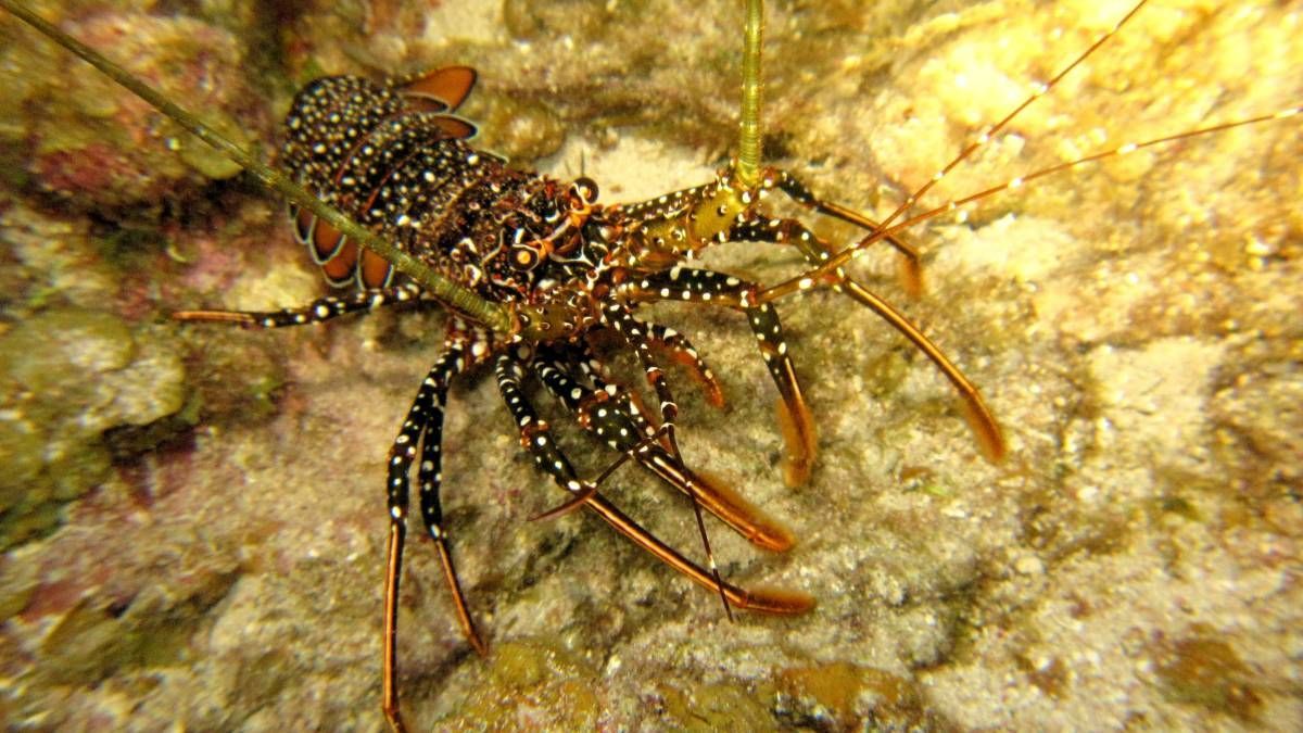 Een kreeft kruipt op een rots in het water.