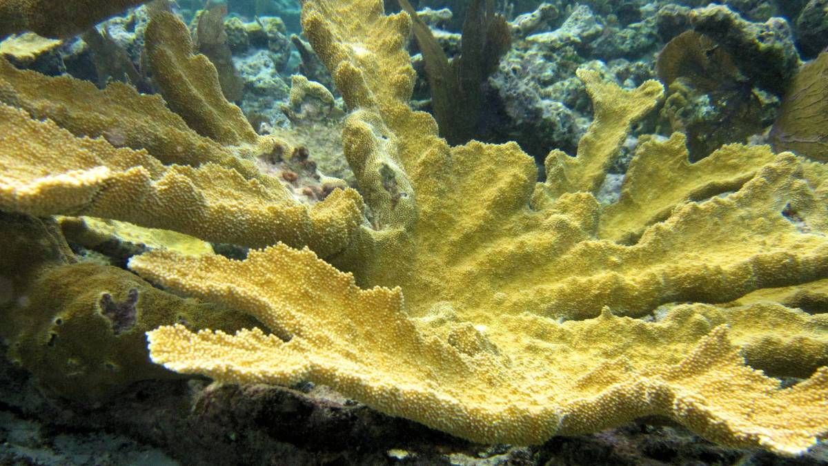 Een groot geel koraal groeit op een koraalrif in de oceaan.