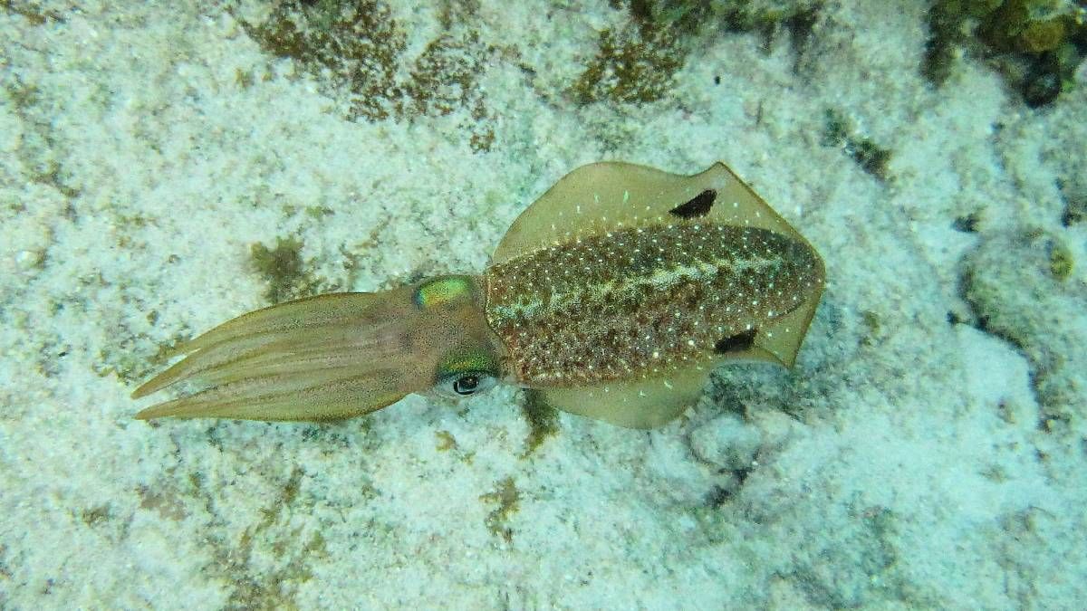 Een kleine inktvis zwemt in het zand op de oceaanbodem.