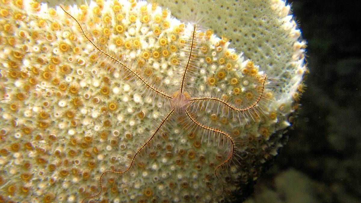 Een close-up van een spons met een krab erop.