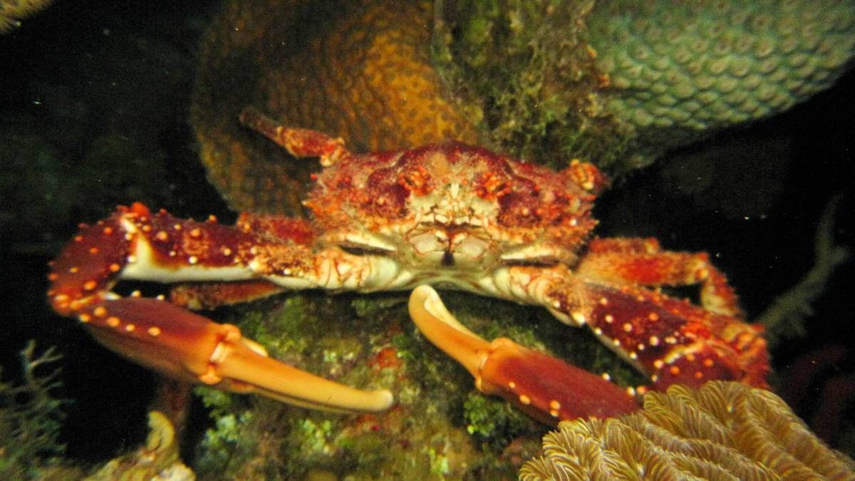 Een krab zit op een rots in het water.