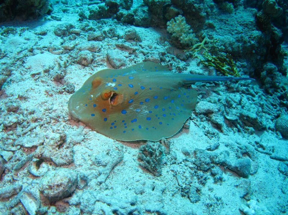 Een pijlstaartrog met blauwe vlekken zwemt in de oceaan nabij een koraalrif.