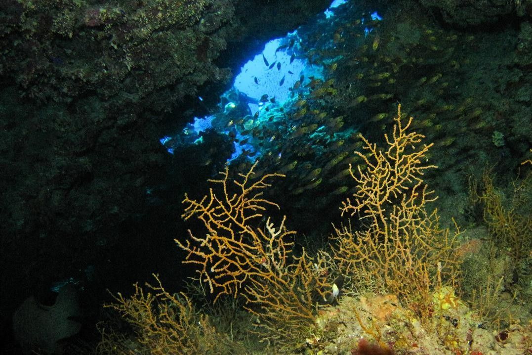 Een groep vissen zwemt in een grot omringd door koralen.