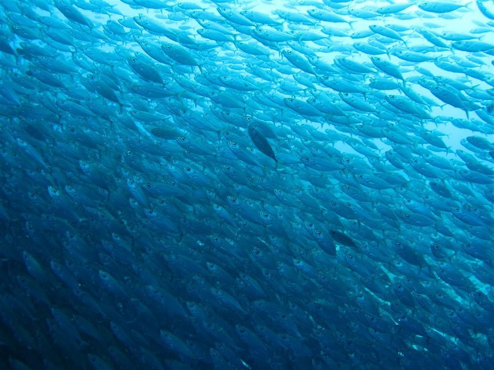Een grote school vissen zwemt in de oceaan