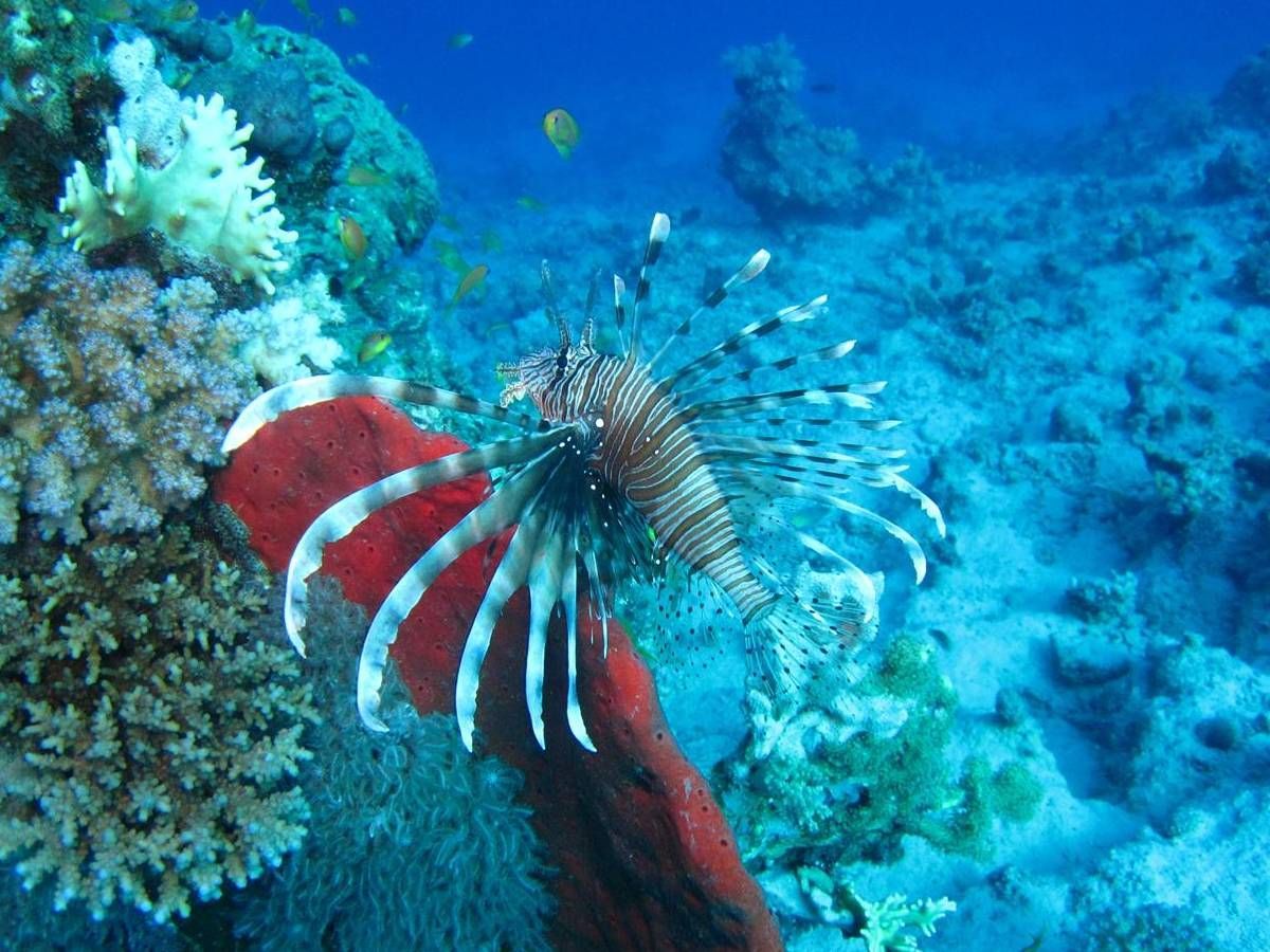 Een koraalduivel zwemt in de buurt van een rode spons in de oceaan.