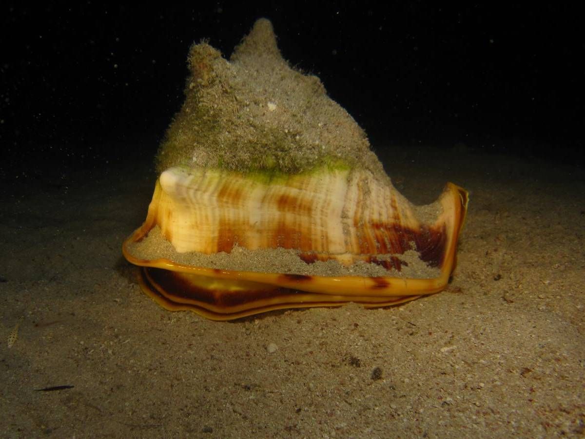 Een zeeschelp zit in het donker op het zand.