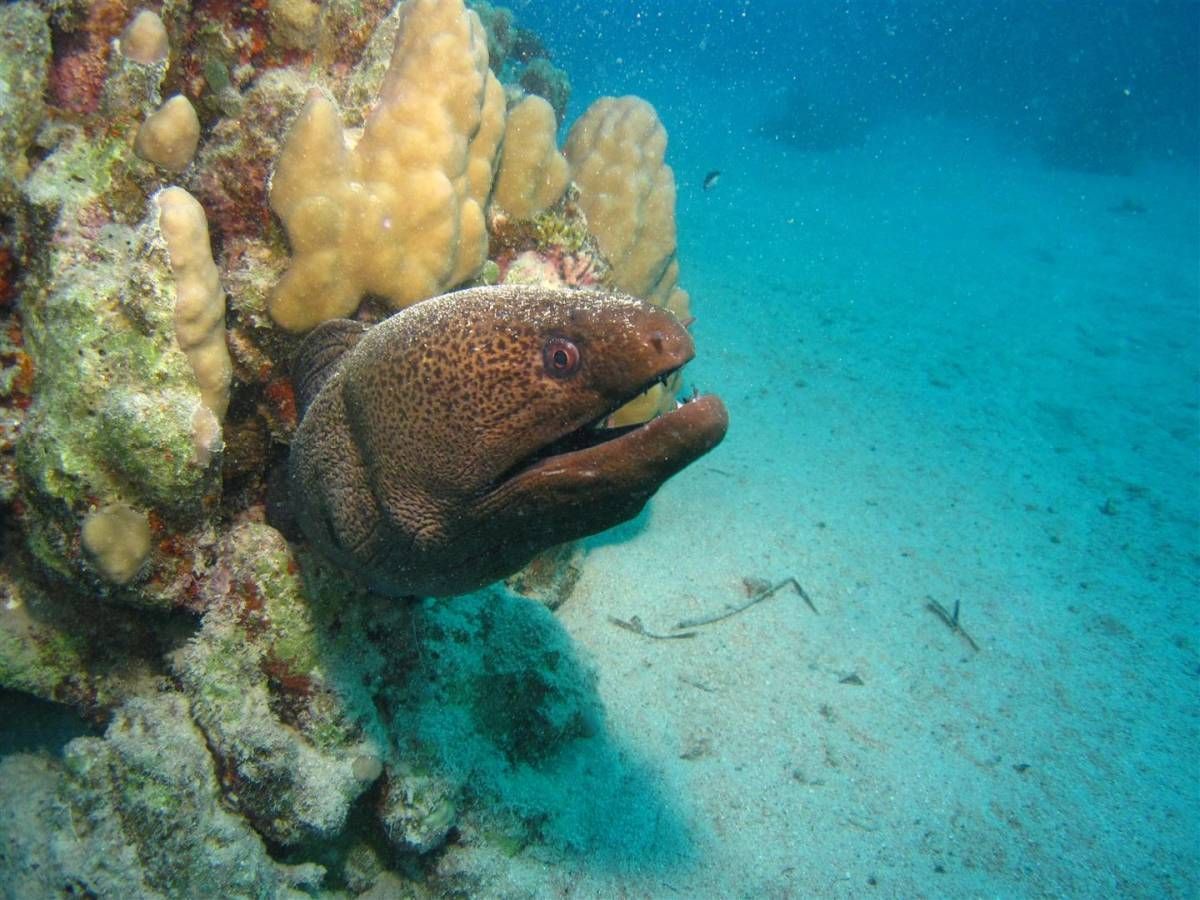 Een murene zwemt in de oceaan vlakbij een koraalrif.