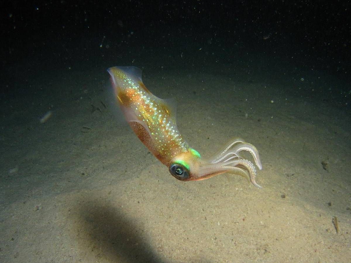 Een inktvis zwemt in het donkere water van de oceaan.