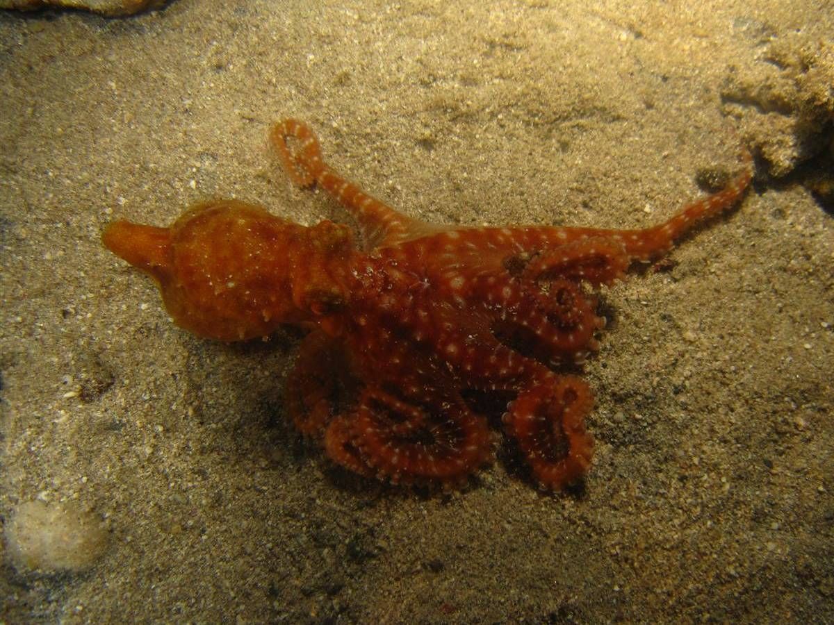 Een kleine rode octopus zwemt in het zand.
