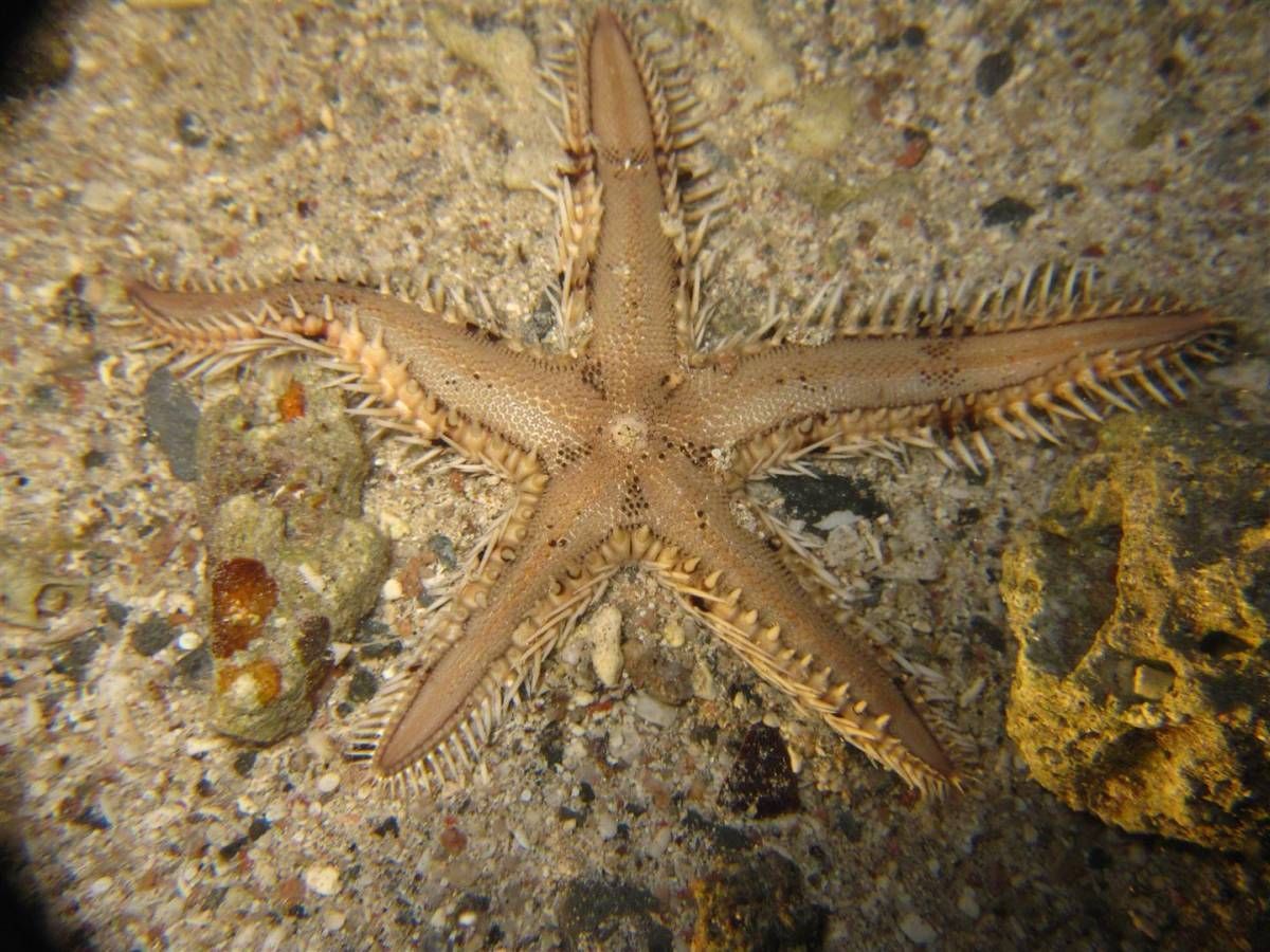 Een zeester zit bovenop een rots in het zand.