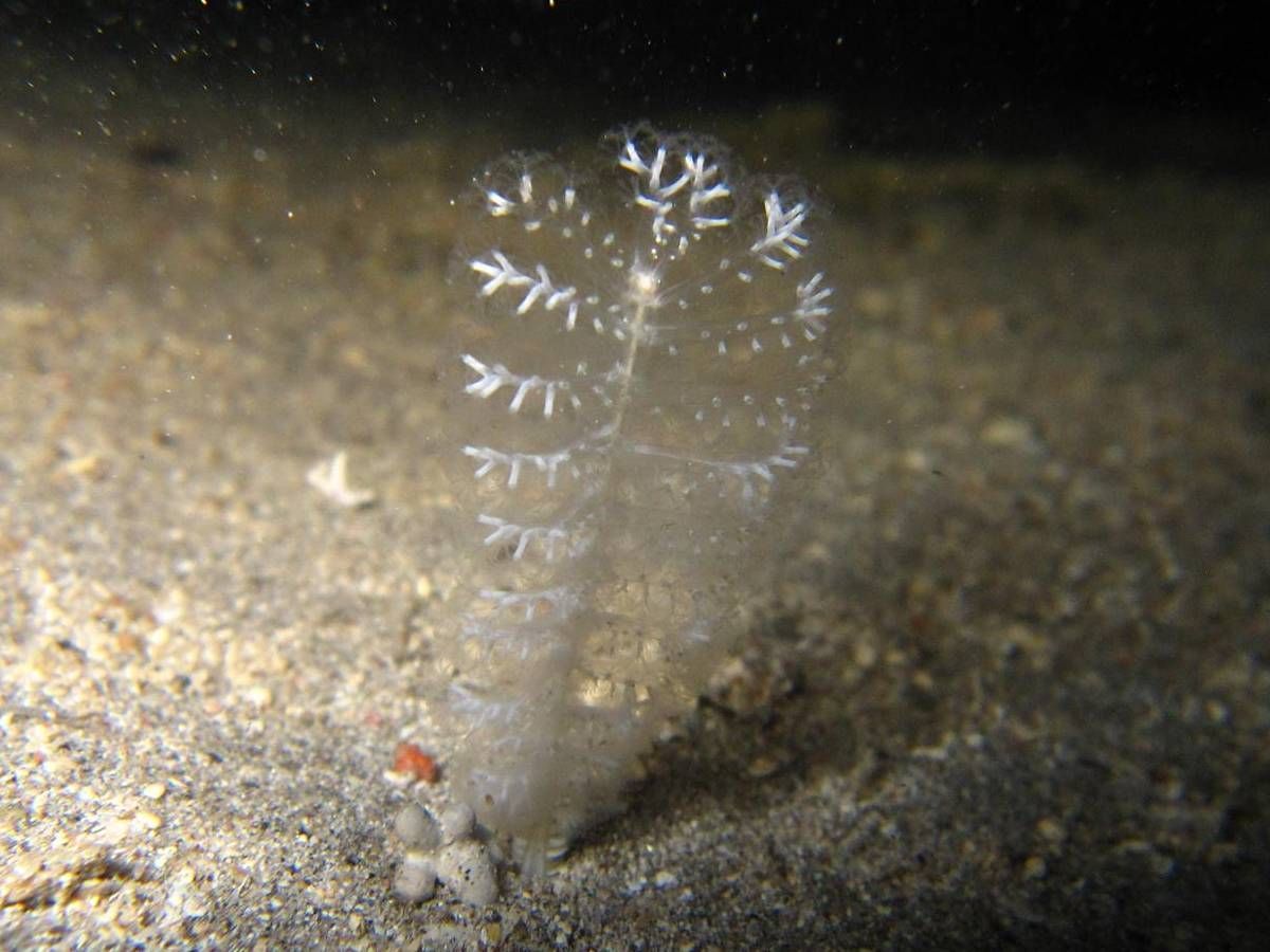 Een close-up van een witte worm in het zand