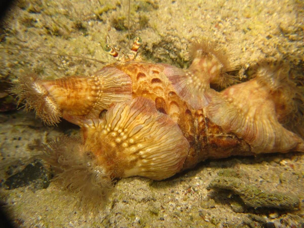 Een close-up van een zeeanemoon die bovenop een rots ligt.