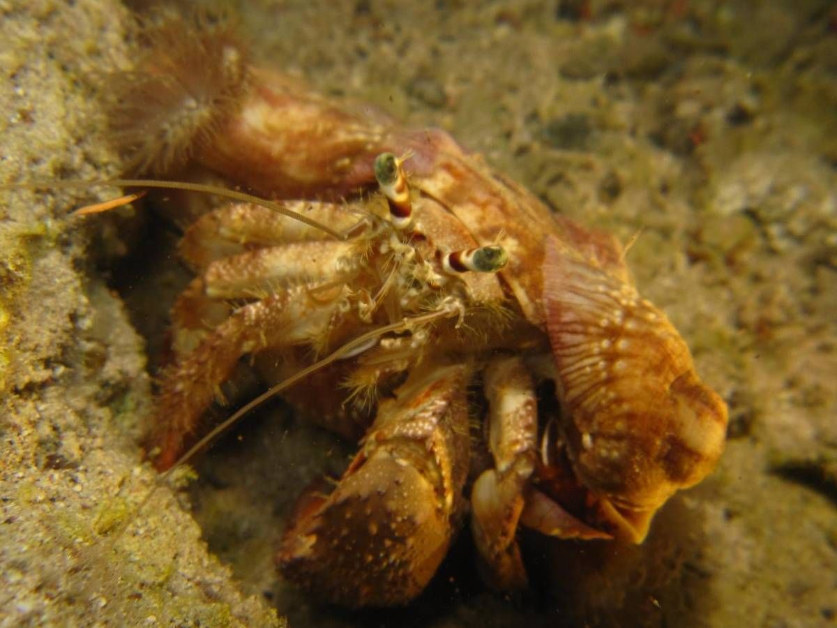 Een heremietkreeft zit op een rots in het zand.